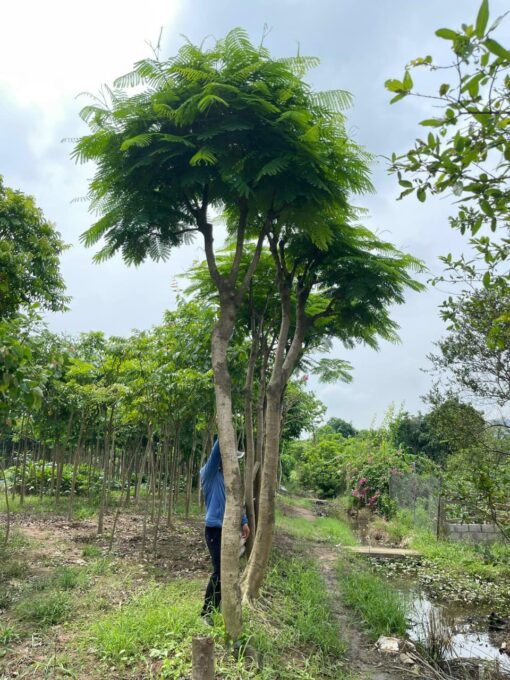Cây Phượng đỏ