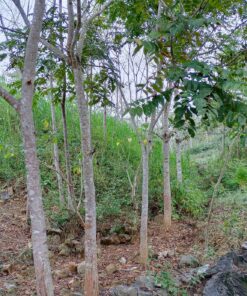 Cây Lát hoa