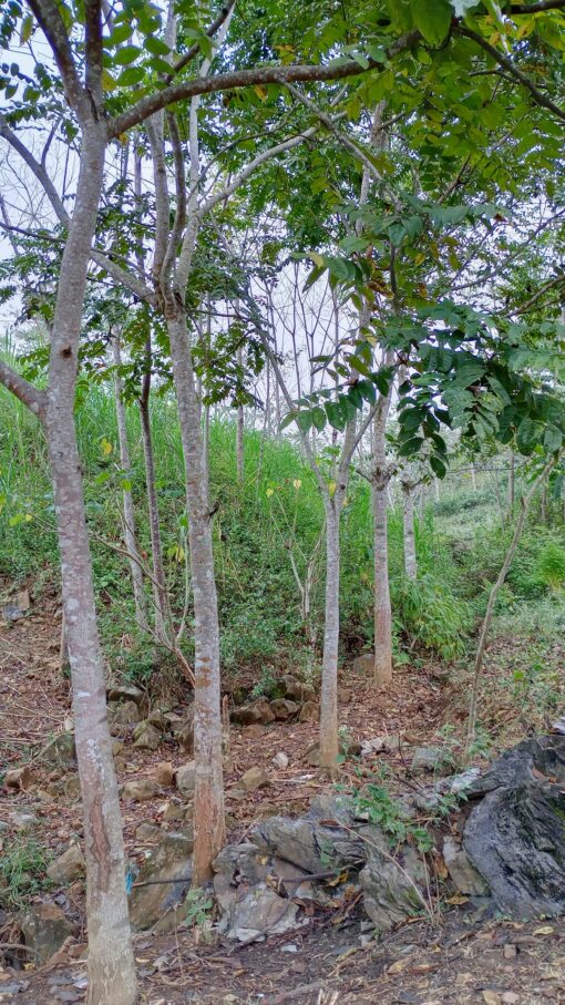 Cây Lát hoa