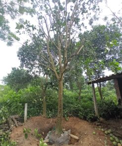 Cây Bưởi