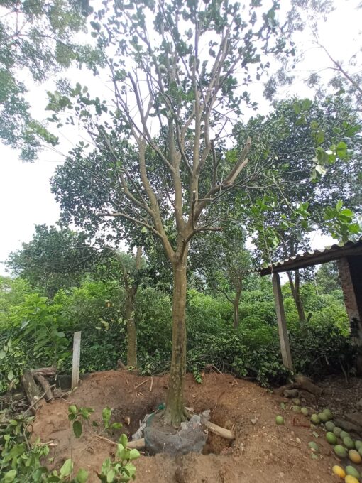 Cây Bưởi