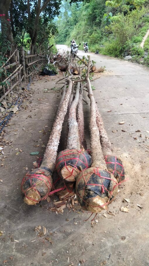 Cây Hoa gạo