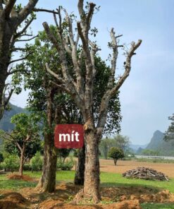 Cây Mít