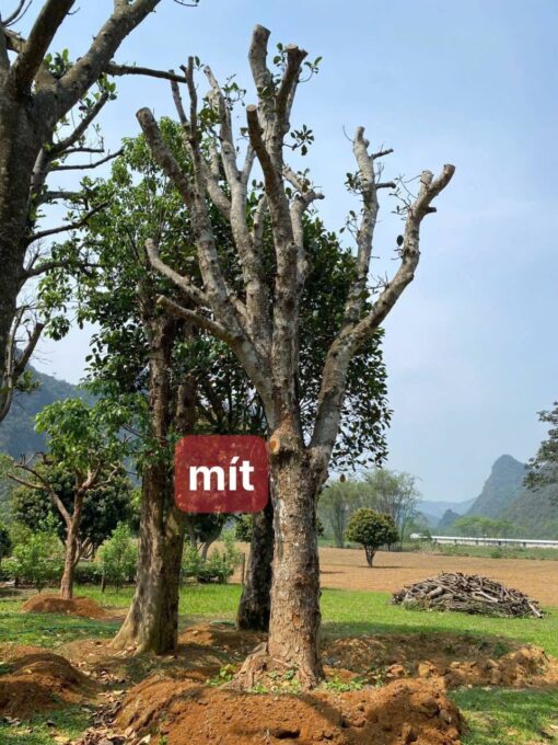 Cây Mít