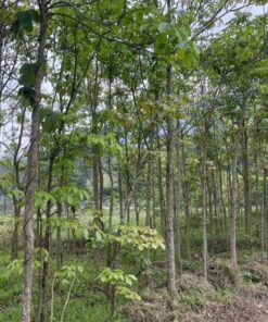 Cây Nhội
