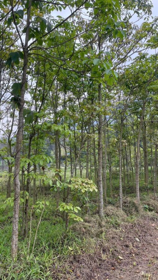 Cây Nhội