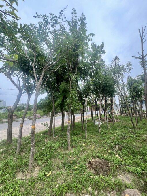 Cây Phong linh