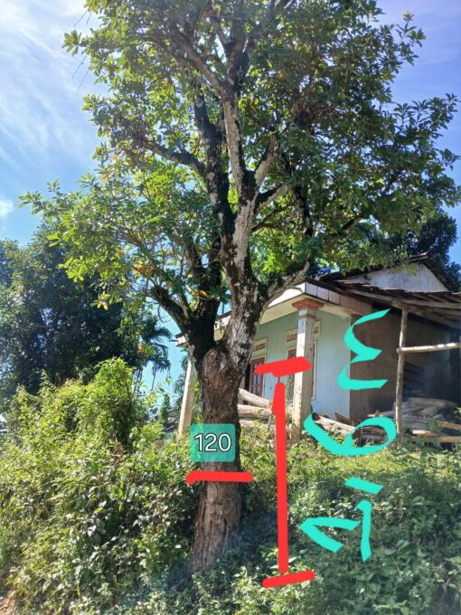 Cây Lộc vừng