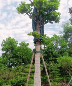 Cây Chay