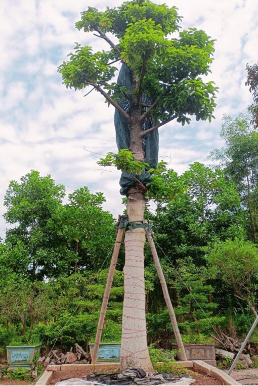 Cây Chay