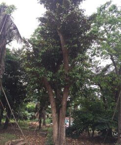 Cây Vú sữa