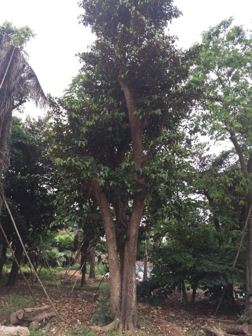 Cây Vú sữa