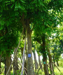Cây Sấu