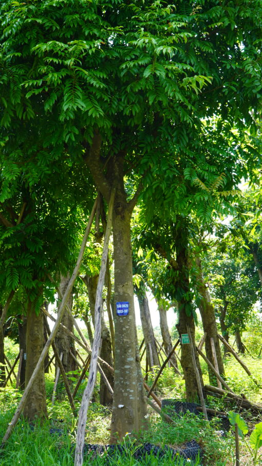 Cây Sấu