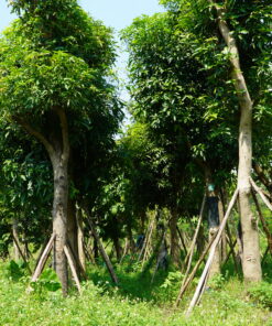 Cây Xoài