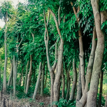 Cây Xà cừ