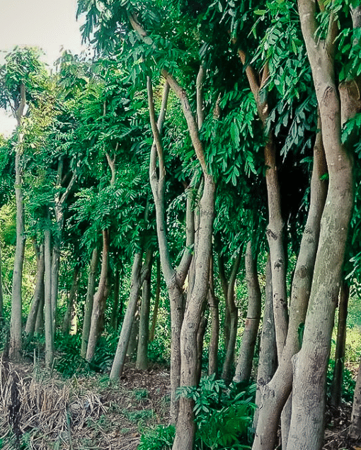 Cây Xà cừ