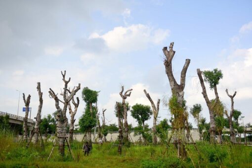 Cây Xà cừ