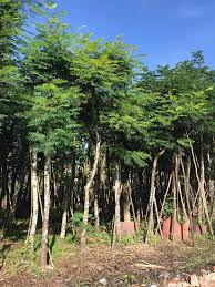 Cây Lim xẹt