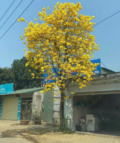 Cây Phượng vàng