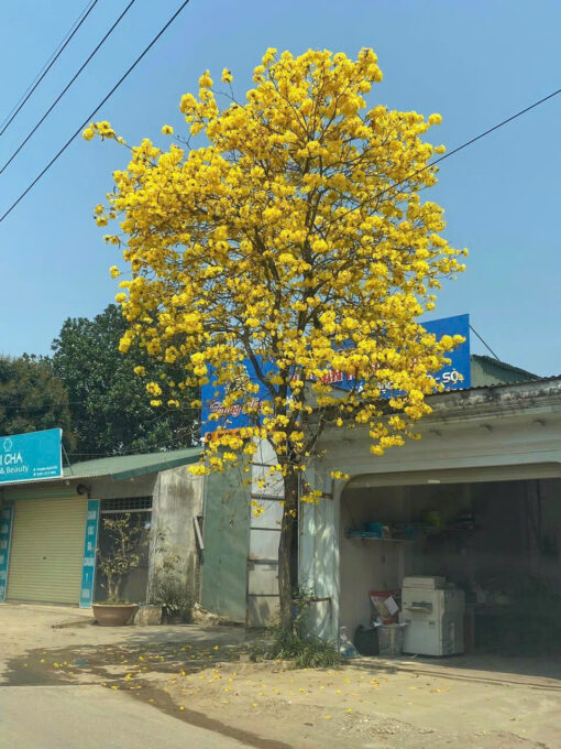 Cây Phượng vàng