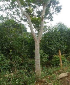 Cây Lát hoa