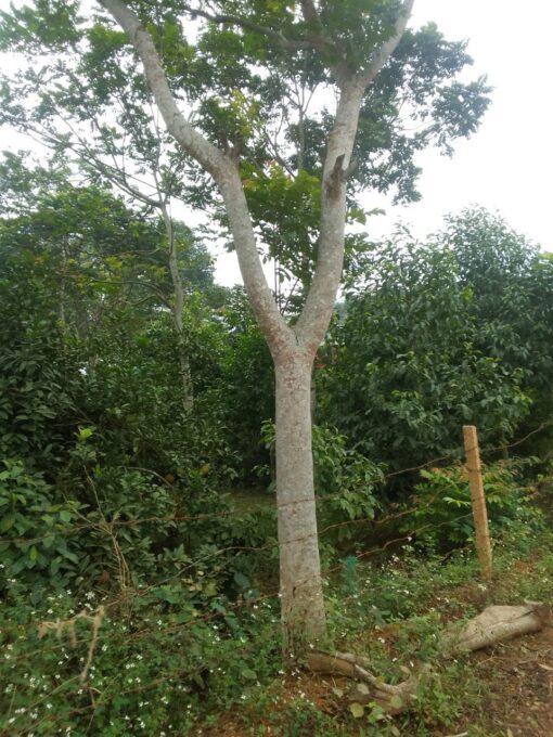 Cây Lát hoa