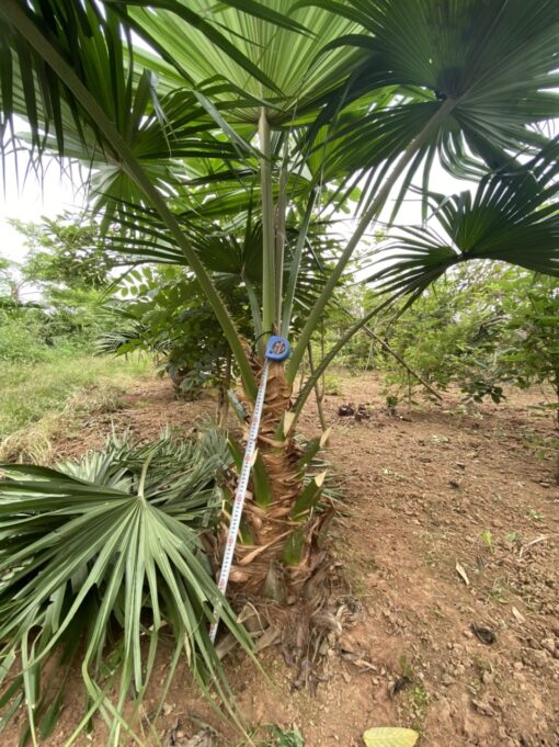 Cây Cọ trơn