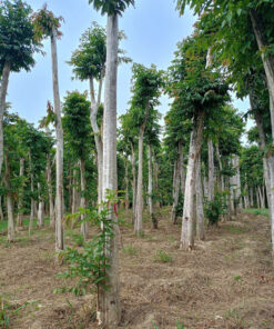 Cây Bằng lăng