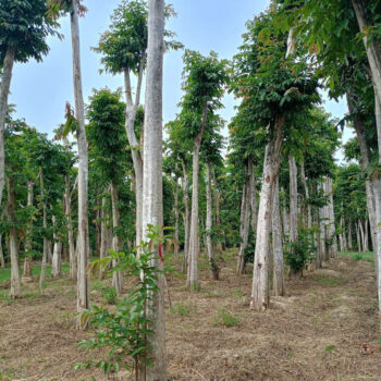 Cây Bằng lăng