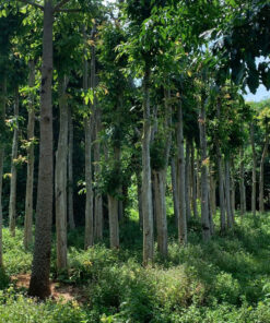 Cây Bằng lăng