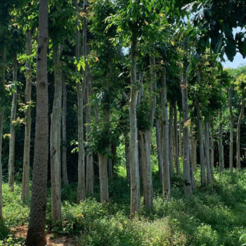 Cây Bằng lăng