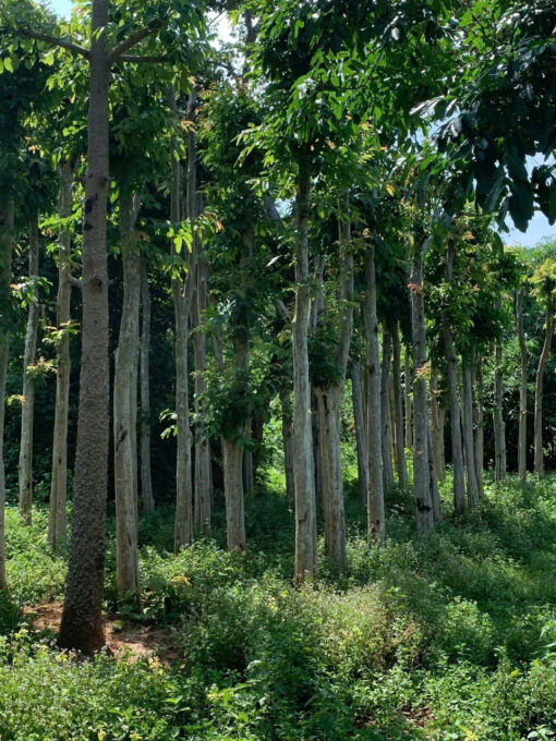 Cây Bằng lăng
