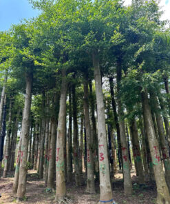 Cây bàng Đài Loan
