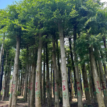 Cây bàng Đài Loan