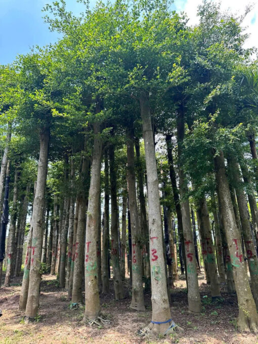 Cây bàng Đài Loan