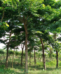 Cây Giáng Hương
