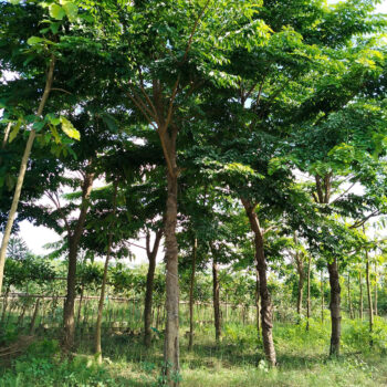 Cây Giáng Hương
