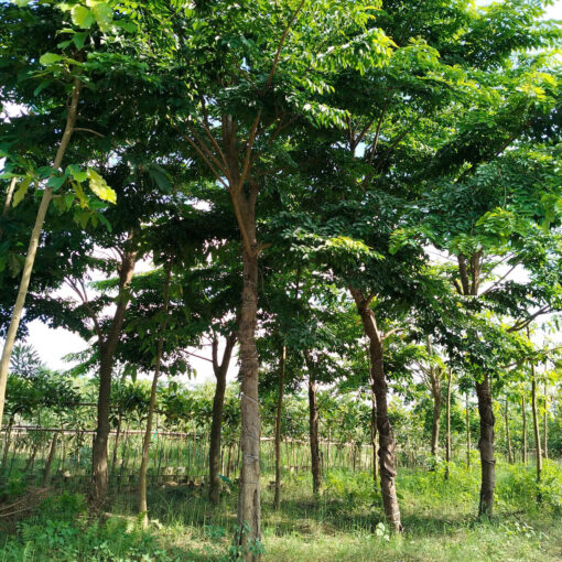 Cây Giáng Hương