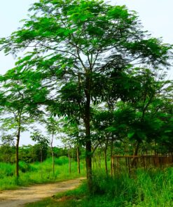 Cây Phượng đỏ