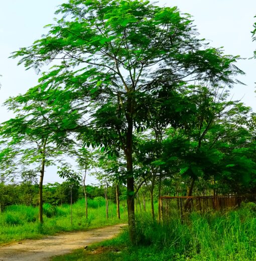Cây Phượng đỏ