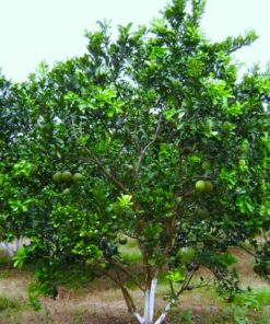 Cây Bưởi