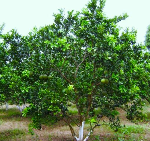 Cây Bưởi