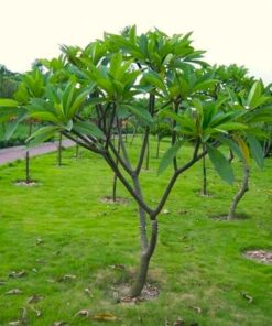 Cây Hoa Đại