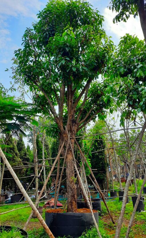 Cây Lộc vừng