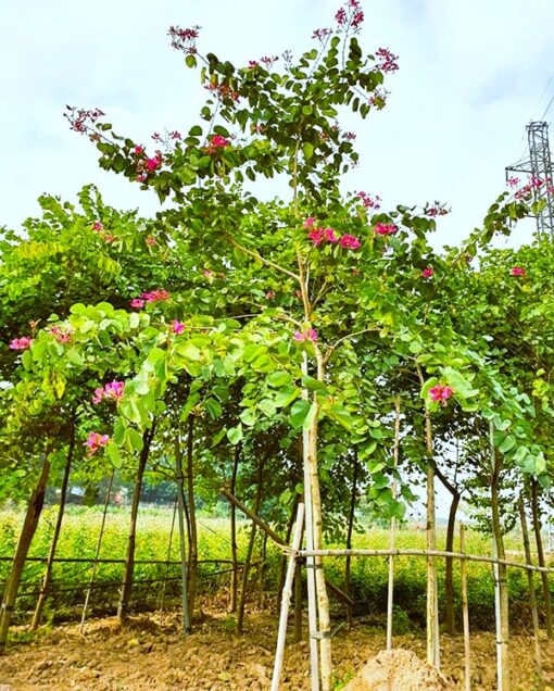 Cây ban