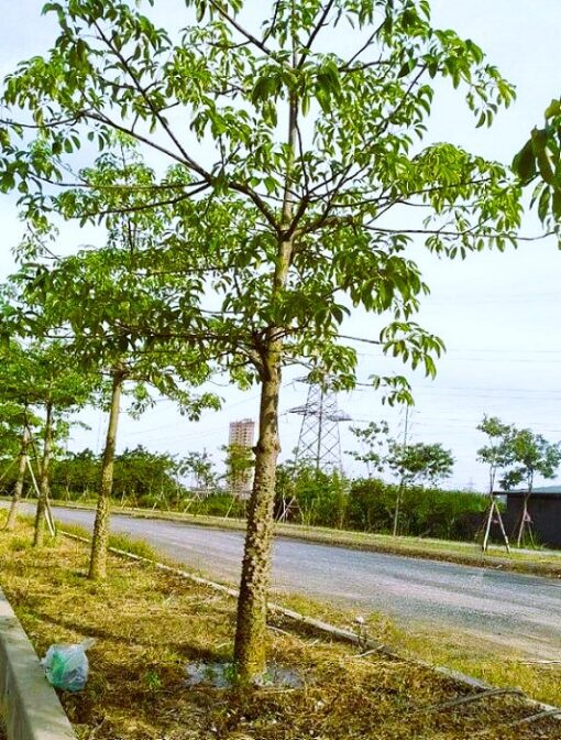 Cây Hoa gạo