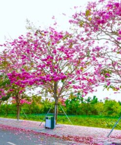 Cây Kèn hồng