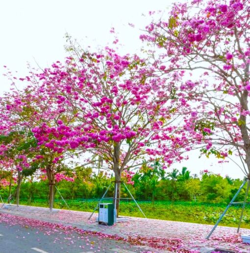 Cây Kèn hồng