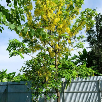 Cây Muồng Hy – Osaka Vàng